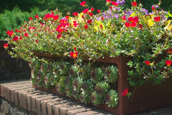 A mix of late summer flowers in a garden bed at Longwood Gardens.